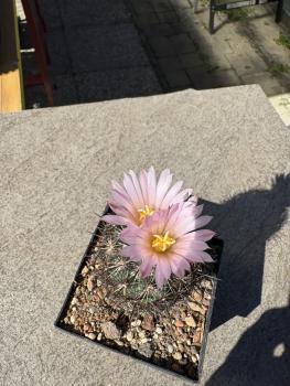 Coryphantha ramillosa